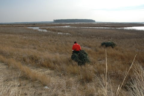 a person in orange pulls a christmas tree through a salt marsh landscape