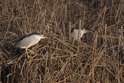 two black crowned night herons in tule reeds