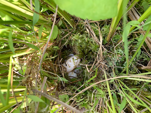 oblong eggs in a mossy, green nest