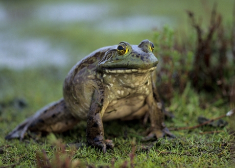 bullfrog on land