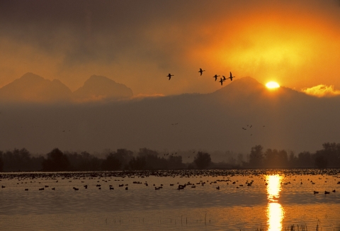 orange sunrise/sunset with some birds in water and 6 birds flying 