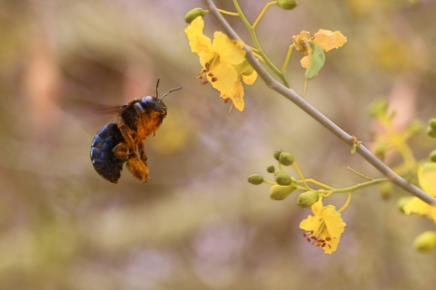 A thick, mostly black bee hovers alongside a yellow flower. It's legs are large and stubby and it's bottom half is not fuzzy. 