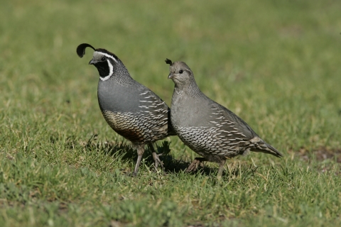 california quail pair in grass