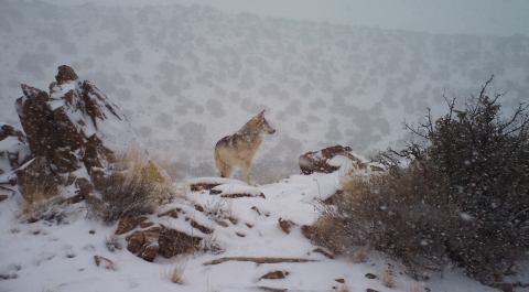 A Mexican wolf stands on a hill in the snow