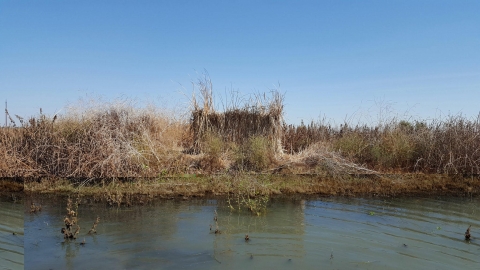 hunt blind covered in tule bundles with tules reeds on both sides. water in foreground