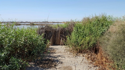 hunt blind covered in tule bundles with green vegetation on either side. water in distant background
