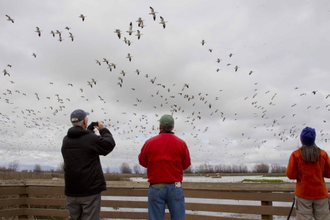 visitors looking at birds flying in sky from colusa platform