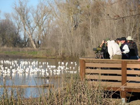 partial view of brown viewing platform with about 8 people on the platform looking out on the wetland at snow geese