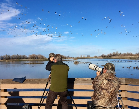 two photographers on viewing platform with cameras pointing to white geese flying in sky. water in background