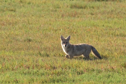 Coyote in a Field Looks Directly at the Photographer