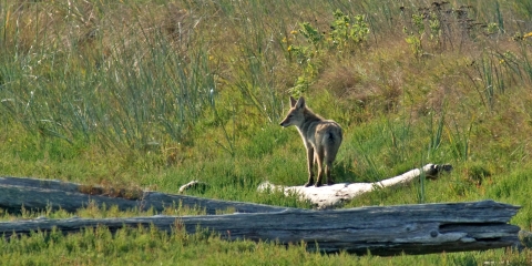 Coyote Standing on Driftwood