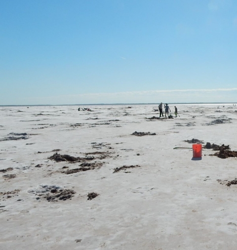 On a flat stretch of barren sand, people in the distance dig for crystals.