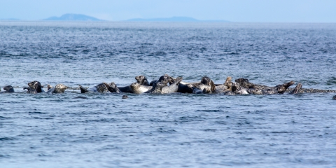 Harbor Seals Awash on a Tideflat in Dungeness NWR