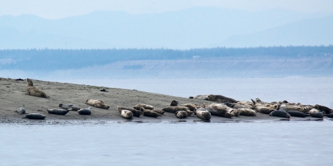 Harbor and Elephant Seals Hauled out on a Beach in Dungeness NWR