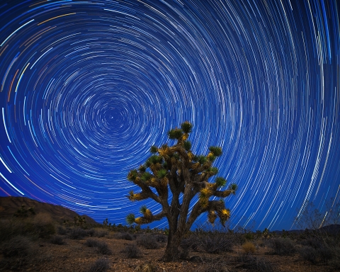 A joshua tree stands in the foreground, with bright star trails in the night sky