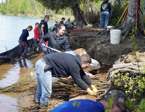 people put cut willows down along a streambank