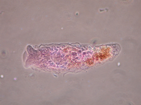 Paracreptotrematina parasite