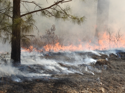 Smoke rolling off black, burned grass. Fire is still burning in the background. A pine tree is to the left.