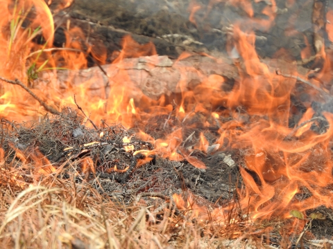 Close-up of fire during a prescribed burn.