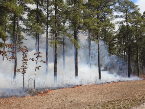 Prescribed burn in a stand of pine trees. Lots of smoke is rising, but the fire itself is small.