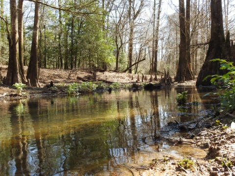 Creek with oaks and baldcypress trees growing in the background.