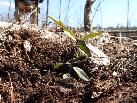 Close-up of a freshly planted oak sapling.
