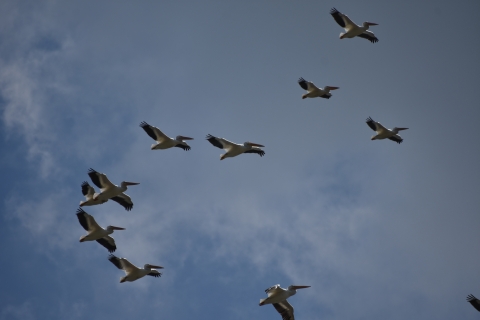 American White Pelicans at Chautauqua NWR