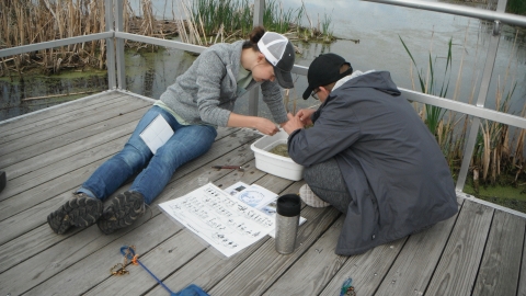 Two adults sitting on a bridge investigating pond water