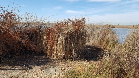 hunt blind covered in tule bundles with tule reeds on either side of the blind