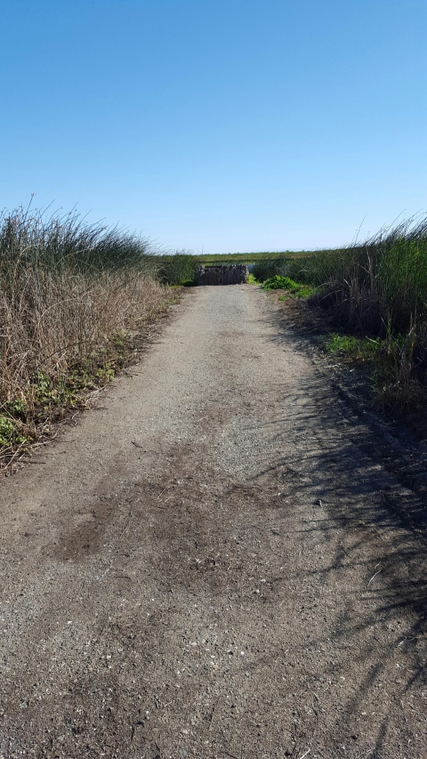 graveled road leading to mobility impaired blind. tule reeds on both sides of gravel road