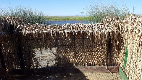 hunt blind view from inside showing a door for dogs to retrieve birds. tule bundles covering blind on outside. water and tule reeds in background