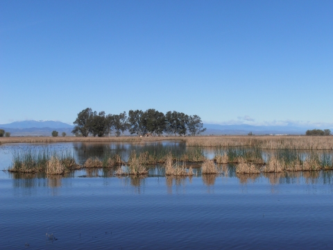 photo of sky with trees in background. brown and green tule reeds in background and middle of photo. water in background and foreground
