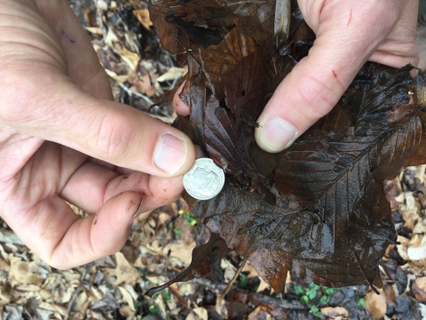 A hand holds a dime for size comparison with a tiny amphipod