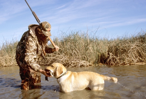 hunter and hunting dog in water with hunter giving duck to dog