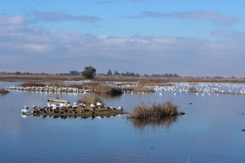 wetland with various ducks and geese on island and in water.
