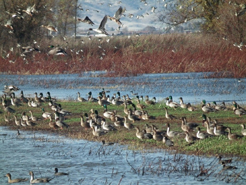 ducks on island with water in foreground and background. tule reeds and trees in background. some ducks flying in air