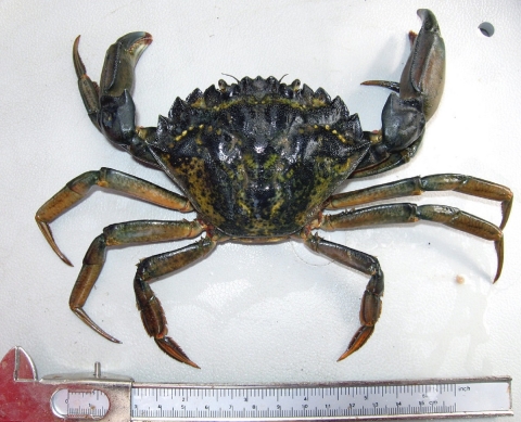 Invasive European Green Crab and Measuring Caliper