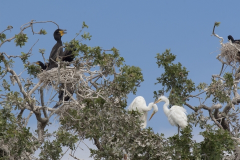 rookery with great egrets and double crested cormorants high in tree