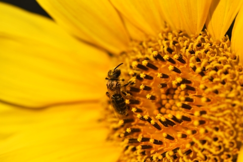 A small bee with thick black bands is covered in pollen. It crawls across the center of a yellow flower. 