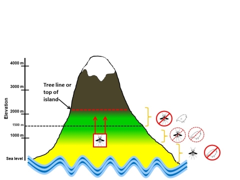 A figure that shows a mountain. There are lines to represent the areas where the tree lines end for forest birds and where the mosquito areas begin for mosquitoes. 