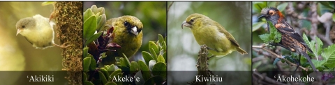 Four forest birds endangered of extinction: ʻakikiki, ʻakekeʻe, kiwiku, ʻākohekohe