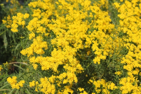 Bright yellow flower clusters up close