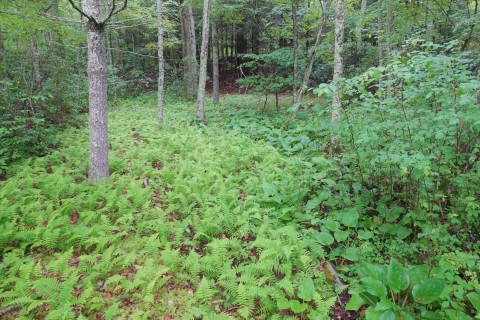Different plants with different shades of green in a woodland
