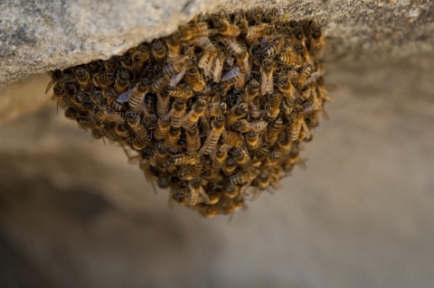 Honeybees swarm around a hive. 