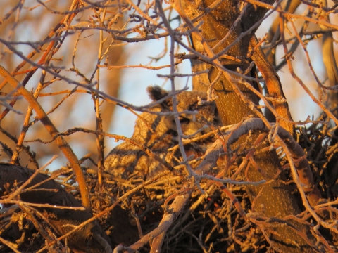 Great Horned Owl sitting on the nest