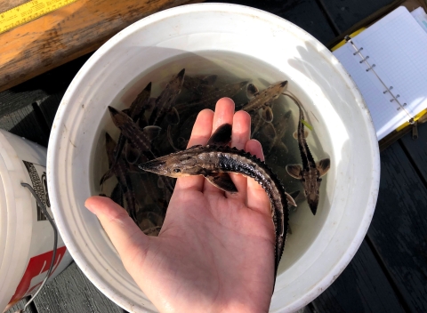 A hand reaches over a 5 gallon bucket, gently holding a small fish. More fish can be seen in the bucket. 