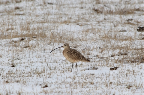A long-billed curlew in a field of grass with a dusting of snow