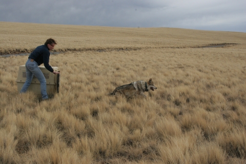 A woman opens the door on a crate and Mexican wolf runs out into a field of grass.