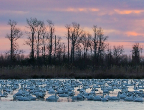 Tundra swan floating on icy pond in sunrise purple light