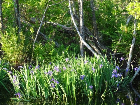 Patch of purple iris growing in swampy conditions